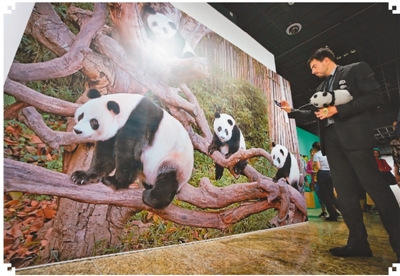 中国大熊猫国际文化周